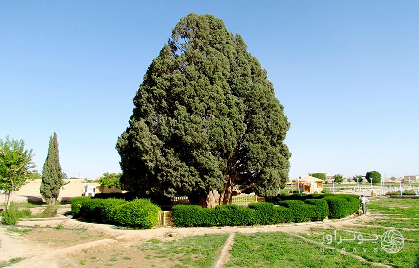 سرو ابرکوه که درختی 4500ساله در یزد است. 